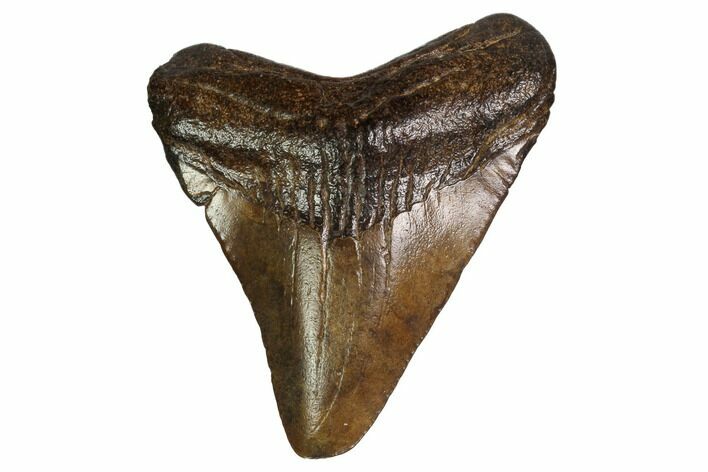 Juvenile Megalodon Tooth - Georgia #158834